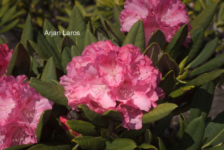 Rhododendron 'Isadora'