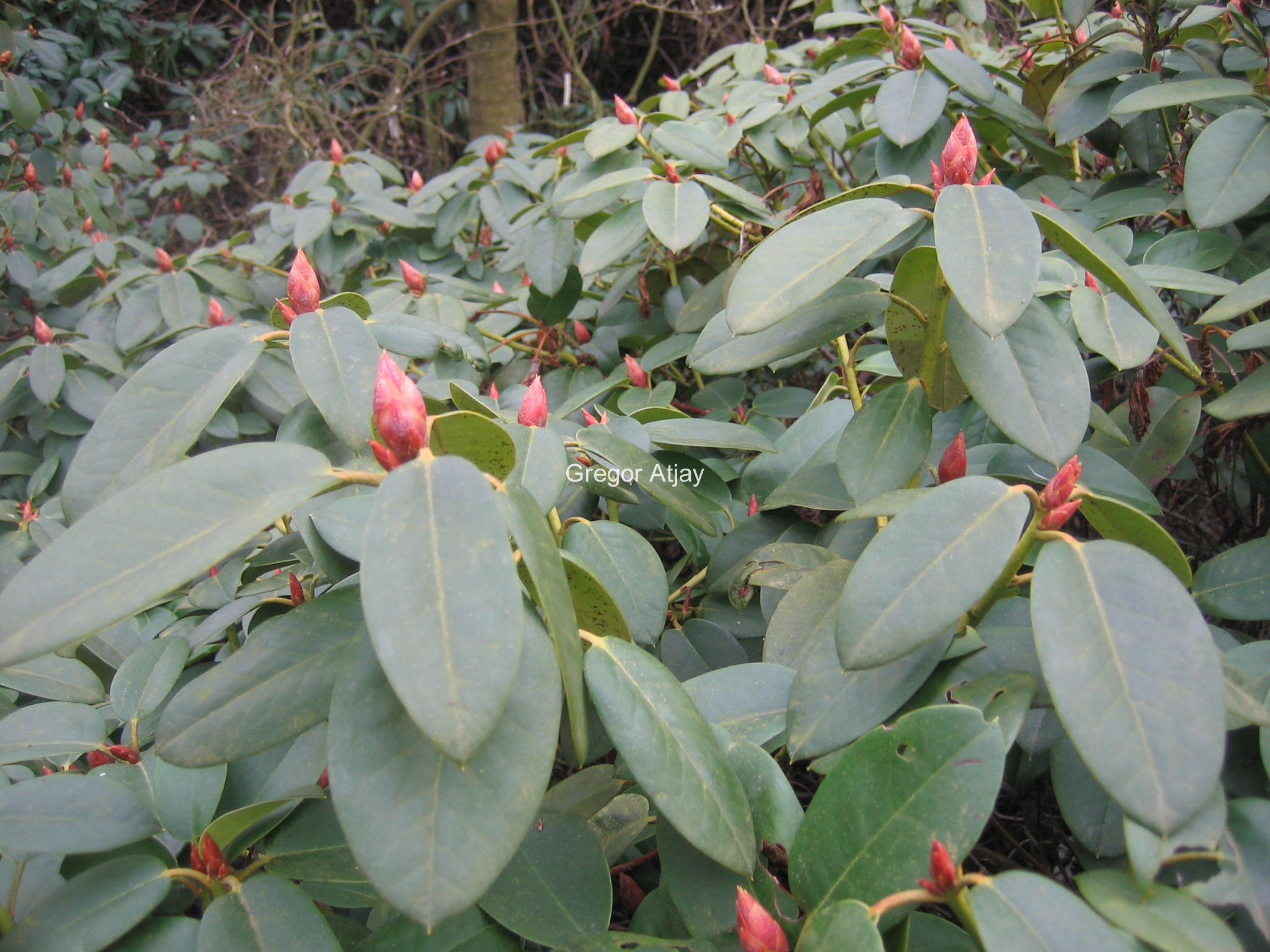 Rhododendron 'Jackwill'