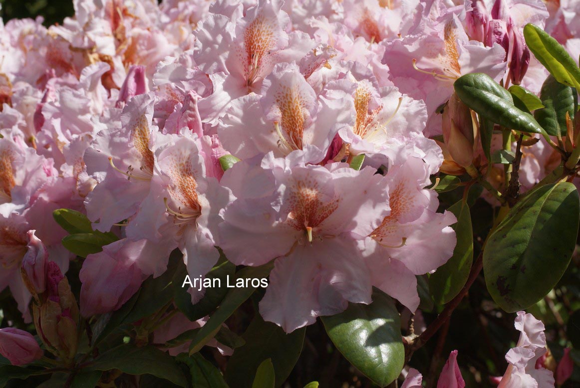 Rhododendron 'Janet Blair'