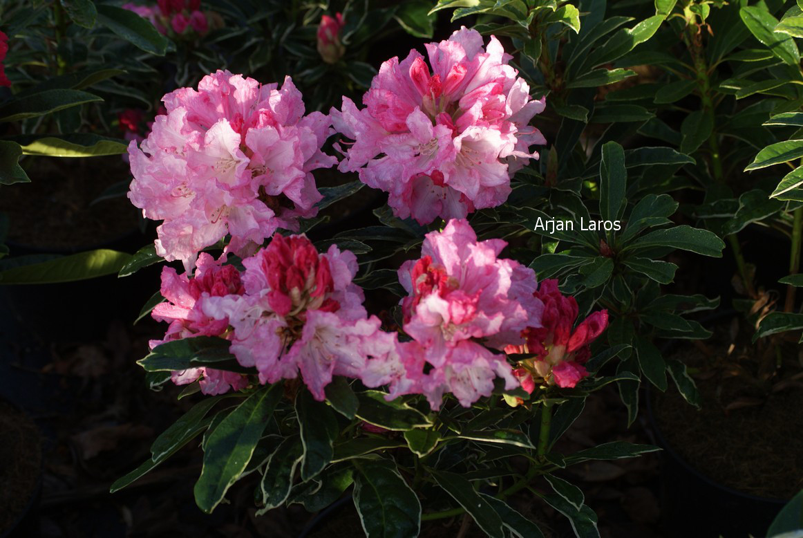Rhododendron 'Japanese Silver'
