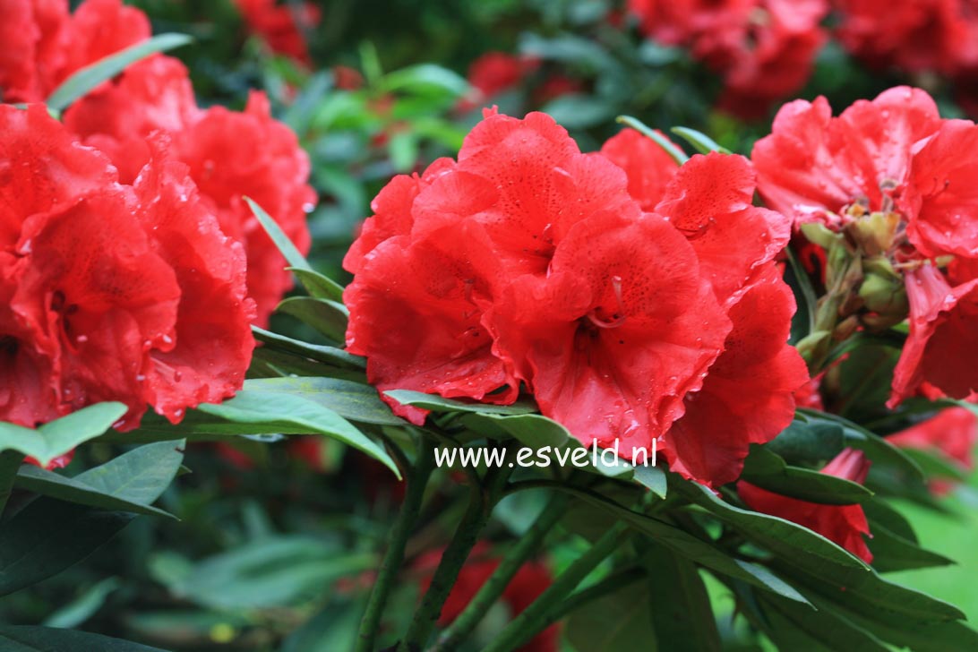 Rhododendron 'Jean Marie de Montague'