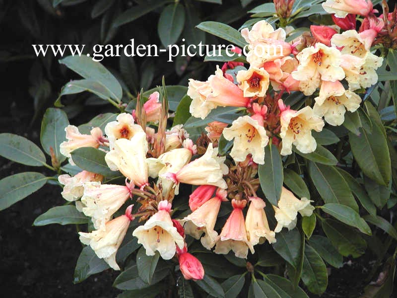 Rhododendron 'Jingle Bell'