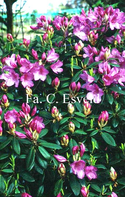 Rhododendron 'Jock'
