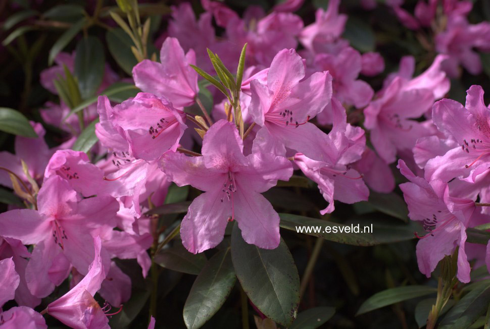 Rhododendron 'Jocking'