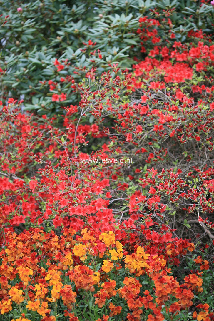 Rhododendron 'John Cairns' (Azalea)