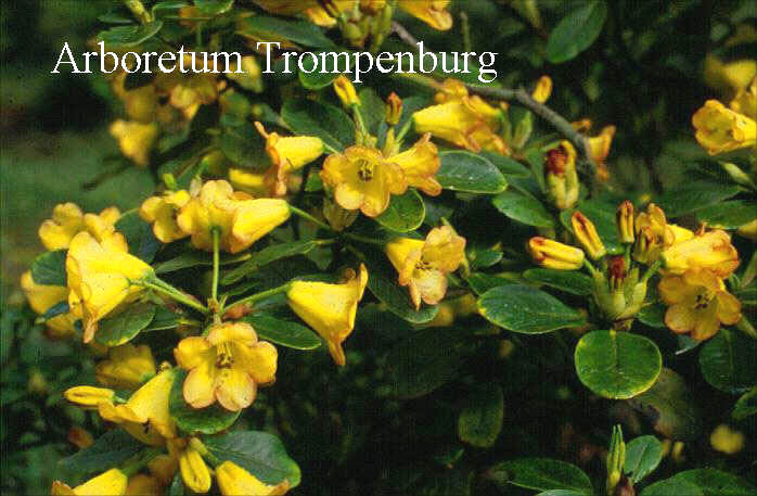 Rhododendron 'Joyance' Rhododendron 'Joyance'