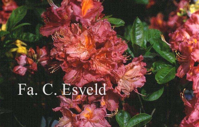 Rhododendron 'Juanita' (Azalea)