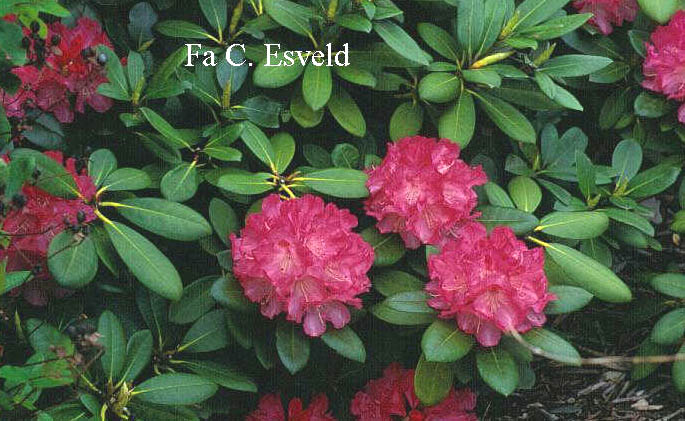 Rhododendron 'Julischka'