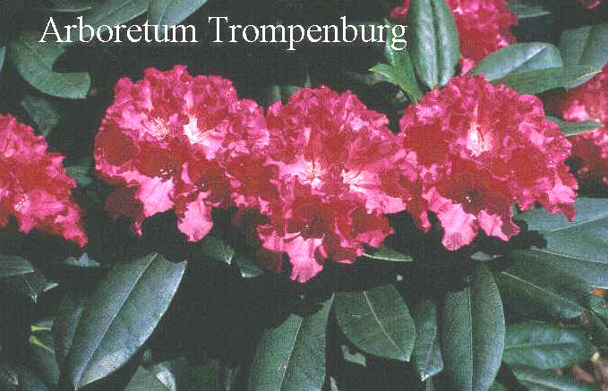 Rhododendron 'Kantilene' Rhododendron 'Kantilene'