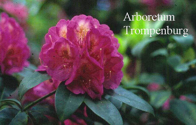 Rhododendron 'Kate Waterer'