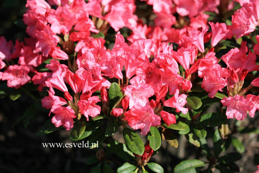 Rhododendron 'Kerstine'