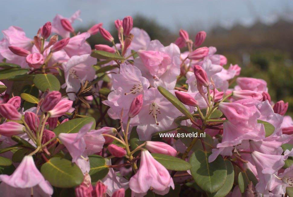 Rhododendron 'Kimberly'