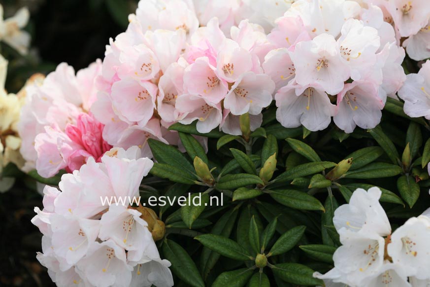 Rhododendron 'Kings Ride'