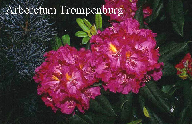 Rhododendron 'Kirsten Begeer'