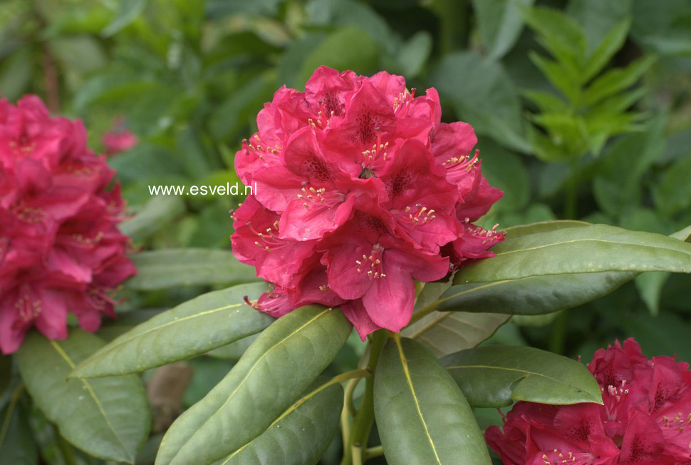 Rhododendron 'Kluis Sensation'