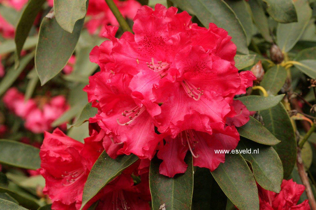 Rhododendron 'Kluis Triumph'