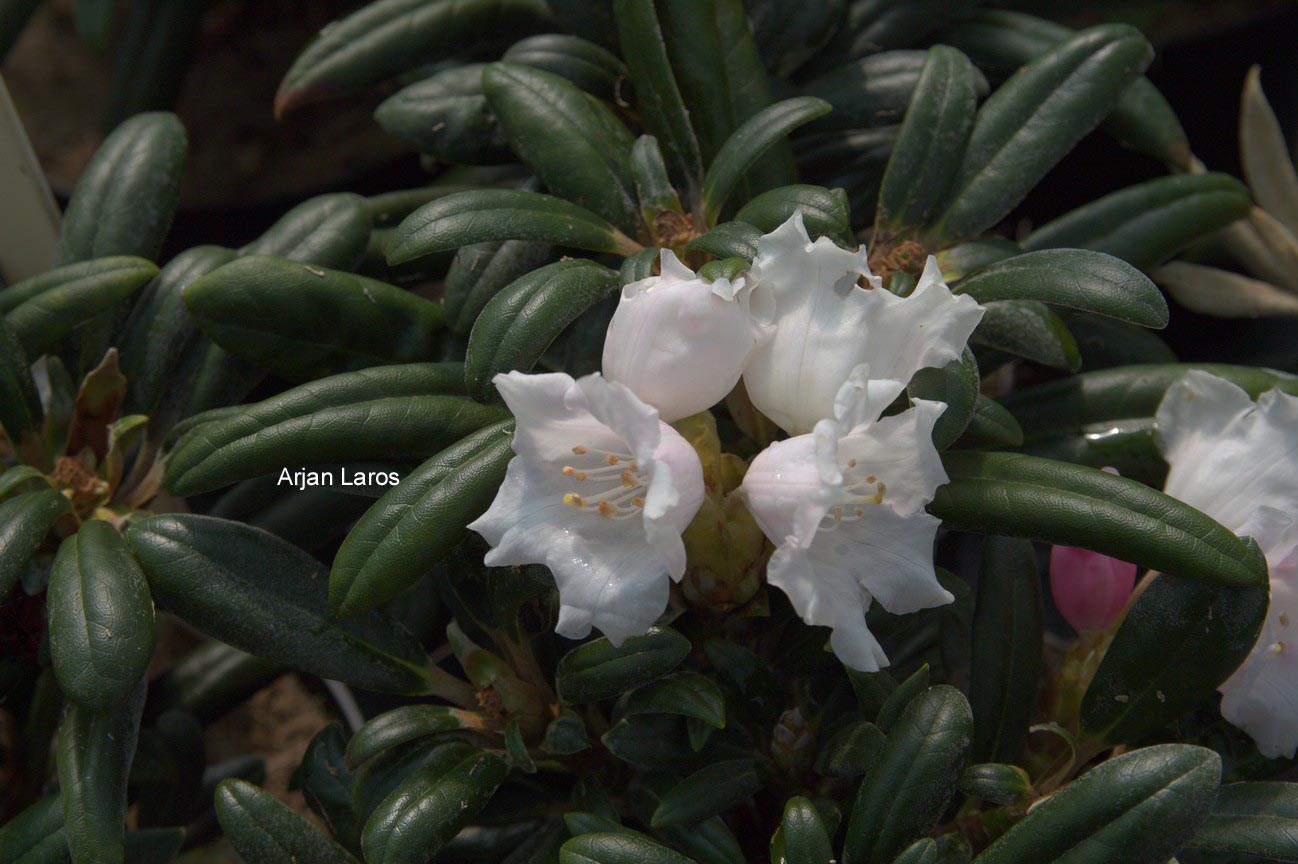 Rhododendron 'Knospe' (B8202)