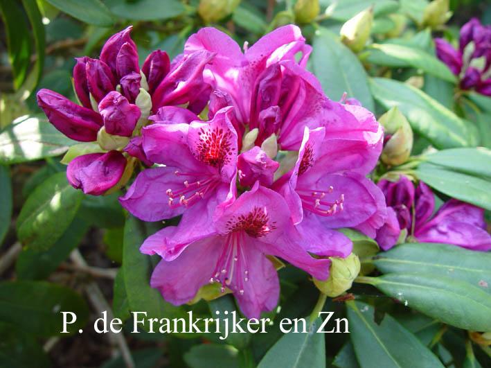 Rhododendron 'Kolomba'