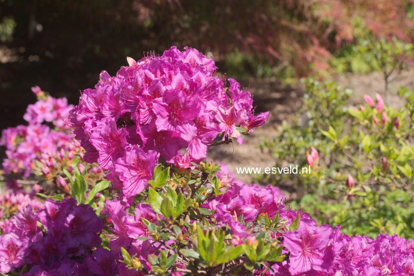 Rhododendron 'K&ouml;nigstein' (Azalea)