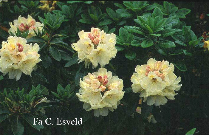 Rhododendron 'Kralingen'