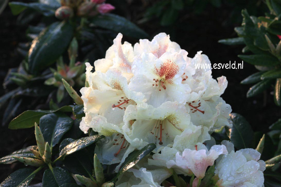 Rhododendron 'Kriemhild'