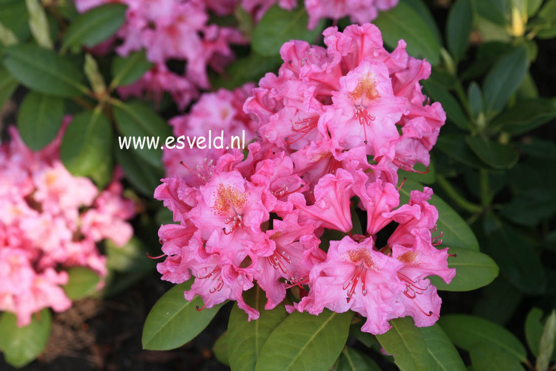 Rhododendron 'Kristina'
