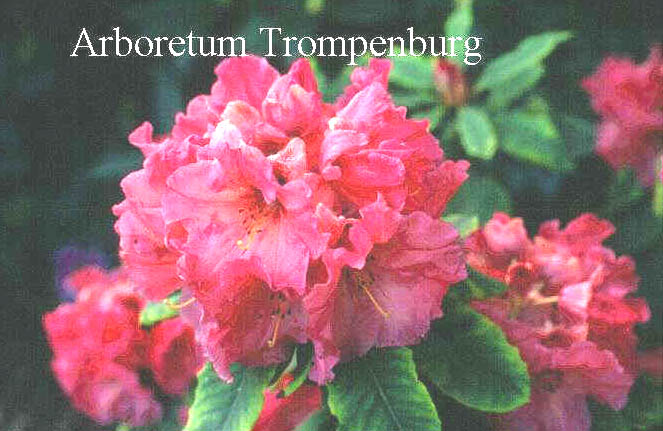 Rhododendron 'Kubla Khan' Rhododendron 'Kubla Khan'