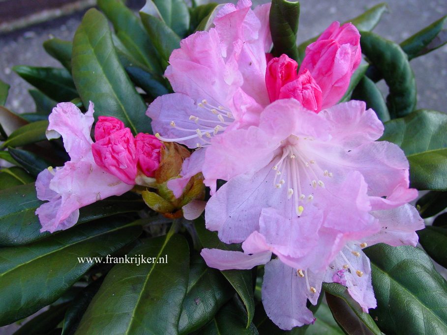Rhododendron 'Kushiu' Rhododendron 'Kushiu'
