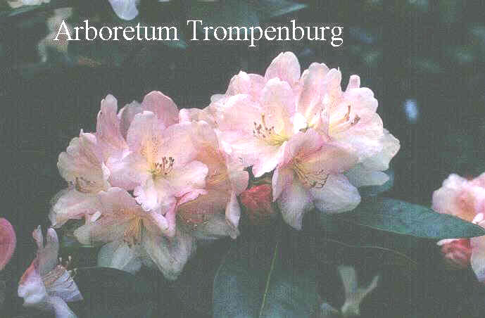 Rhododendron 'Lachsgold' Rhododendron 'Lachsgold'