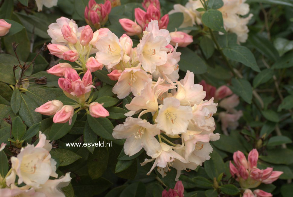 Rhododendron 'Lackblatt'