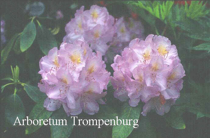 Rhododendron 'Lady Gray Egerton'