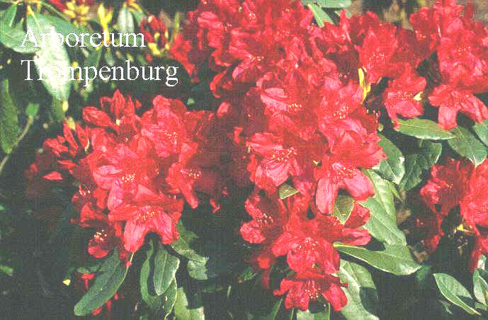 Rhododendron 'Lagerfeuer'