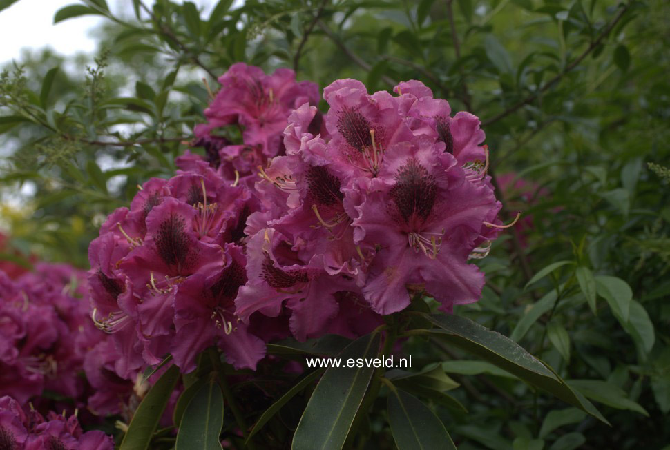 Rhododendron 'Lajka'