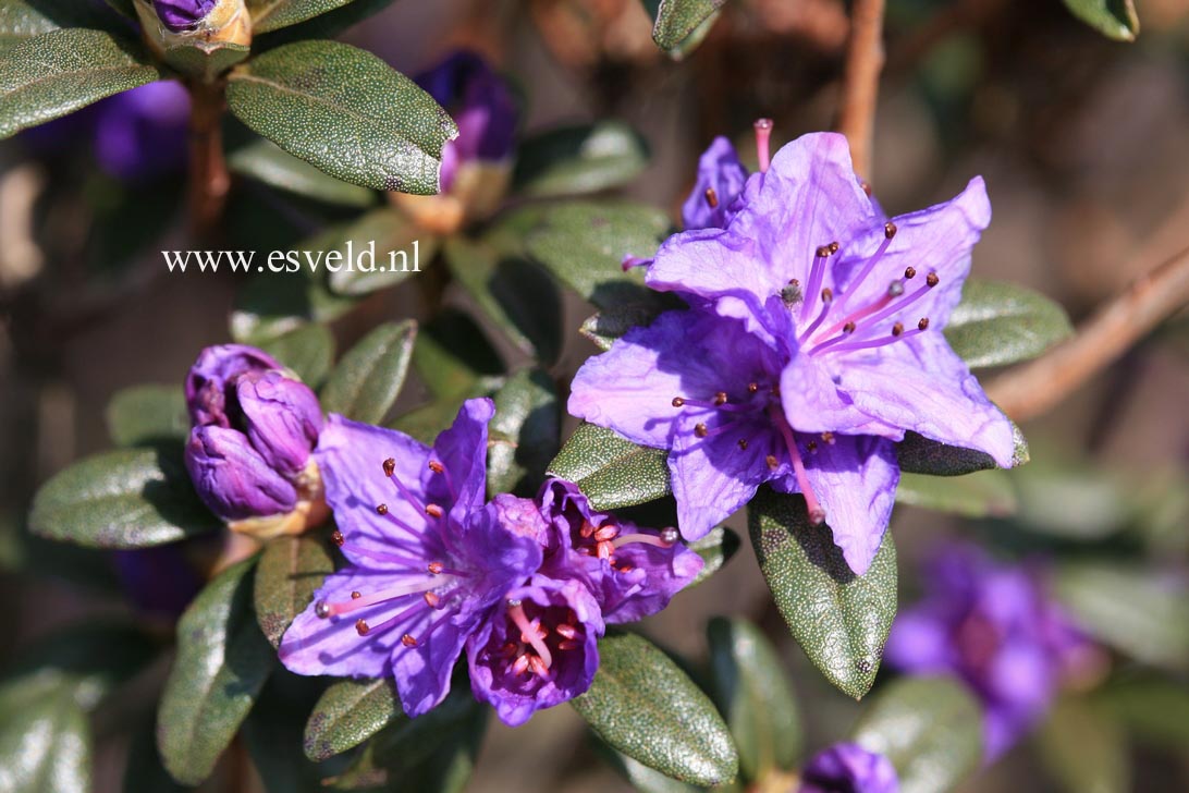 Rhododendron 'Lauretta'