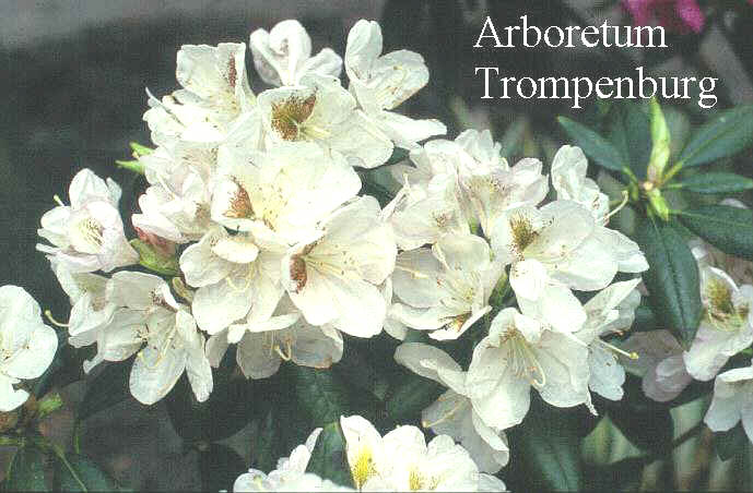 Rhododendron 'Leopardi' Rhododendron 'Leopardi'