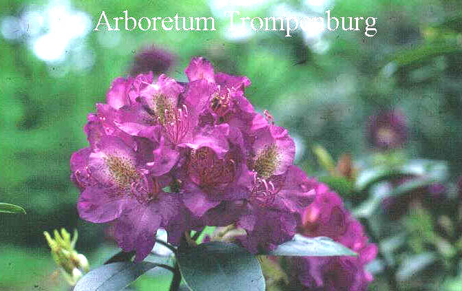 Rhododendron 'Leopold'