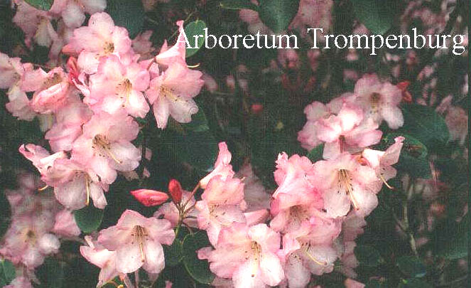 Rhododendron 'Libelle'