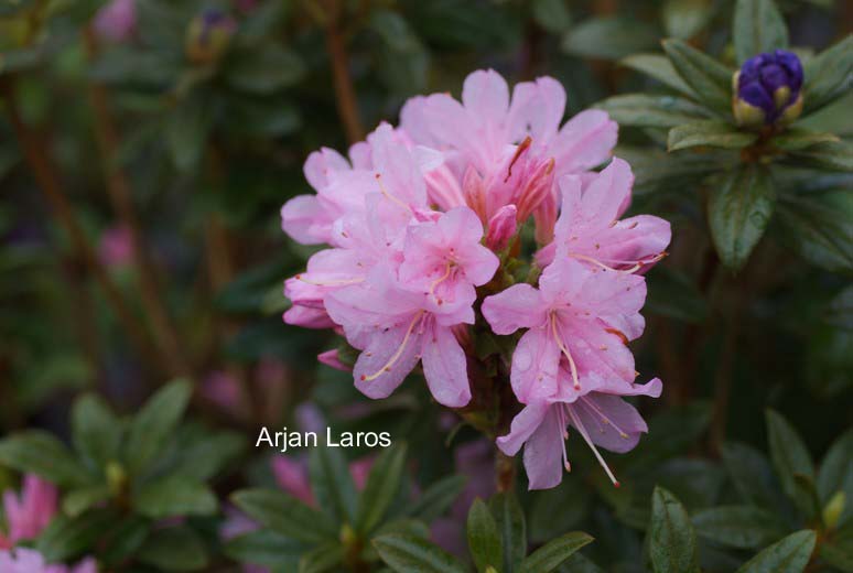 Rhododendron 'Lilian Harvey'