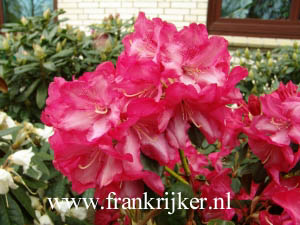 Rhododendron 'Lissabon' Rhododendron 'Lissabon'