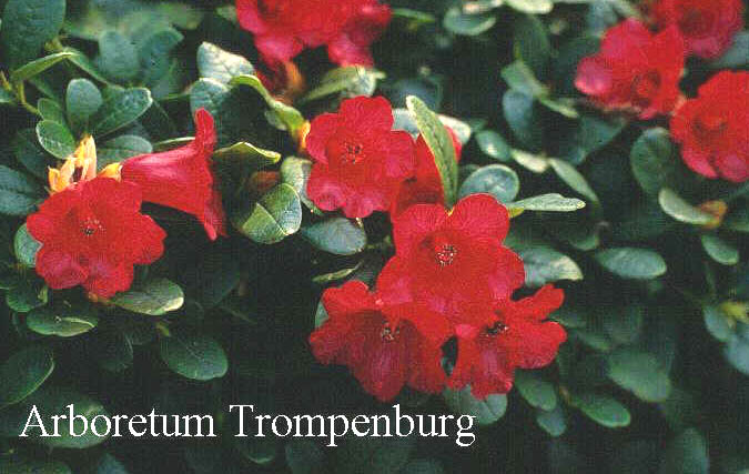 Rhododendron 'Little Ben'