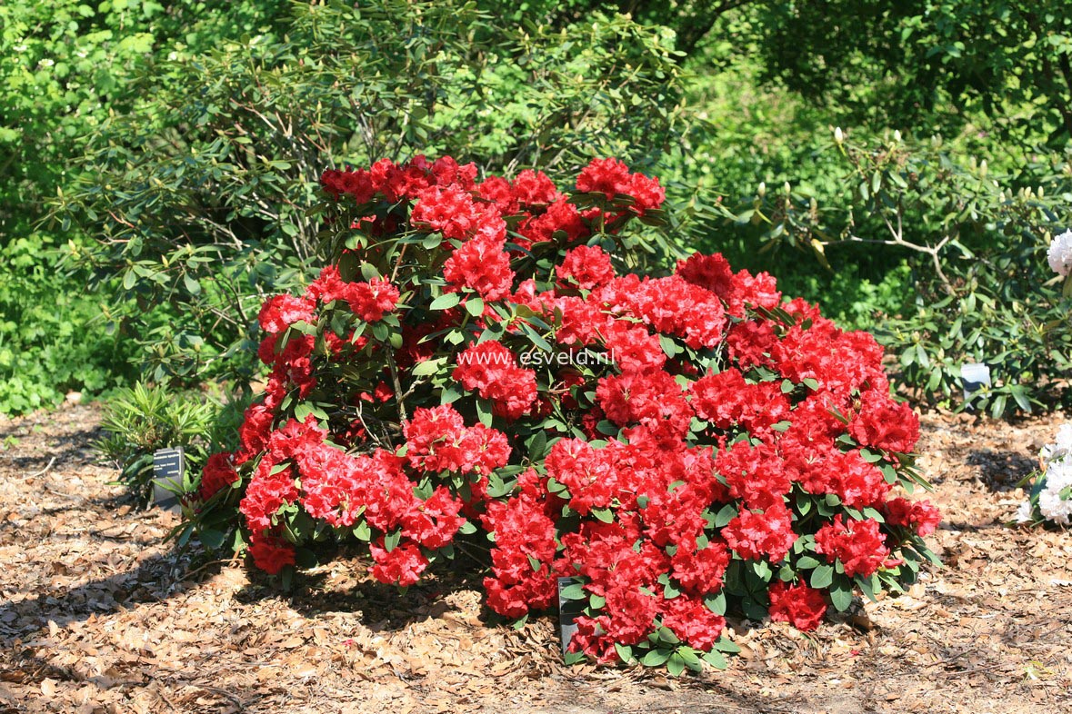 Rhododendron 'Lord Roberts'