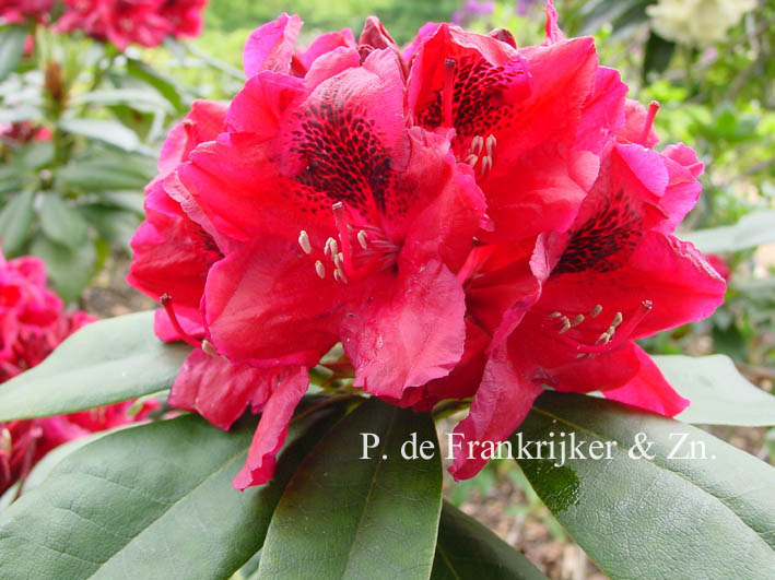 Rhododendron 'Louis Pasteur'