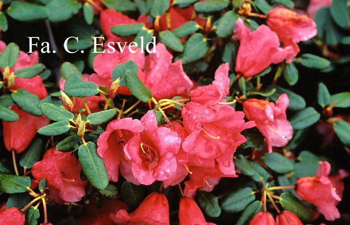 Rhododendron 'Lovely William'