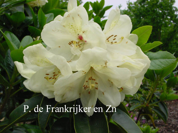 Rhododendron 'Loy' Rhododendron 'Loy'