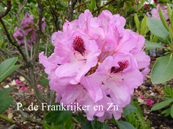 Rhododendron 'Lugano'