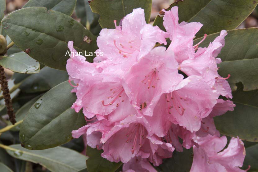 Rhododendron 'Lumina'