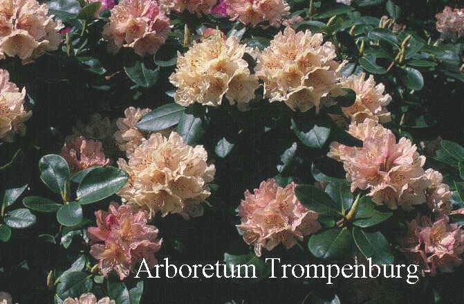 Rhododendron 'Mancando'
