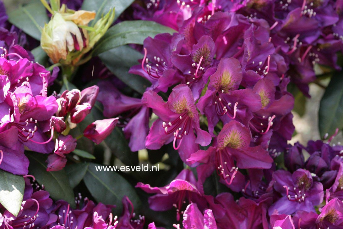 Rhododendron 'Marcel Menard'