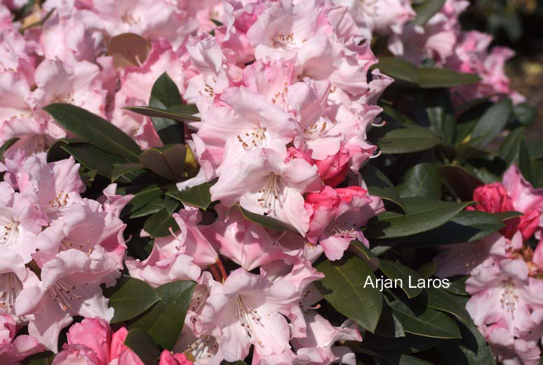 Rhododendron 'Mardi Gras'