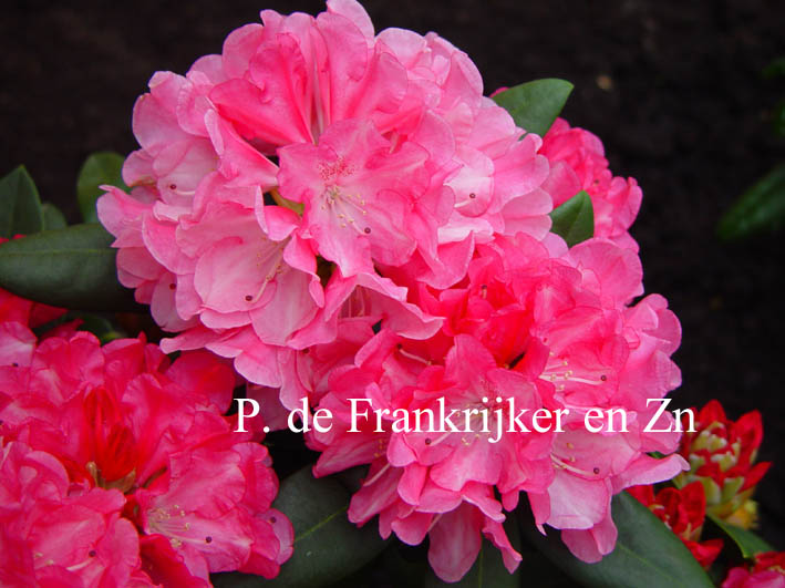 Rhododendron 'Margriet Deetman'